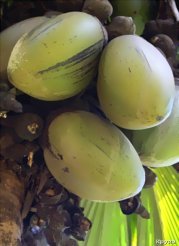 ��� -����� - ���