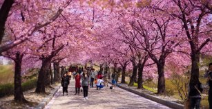 cherry-blossoms.jpg