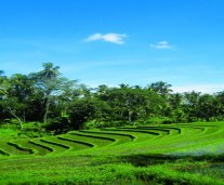 risovie-polya-sanur.jpg