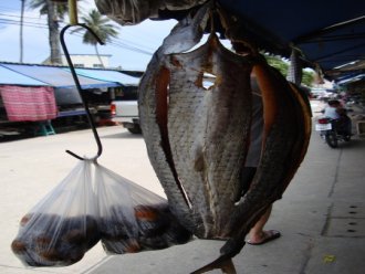 fish-xaad-pin.jpg