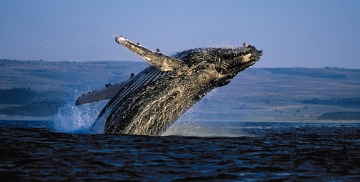 Наблюдение за китами в Херманусе